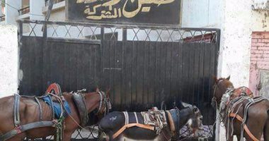 حمير وأحصنة تحاصر مدرسة صقيل الابتدائية المشتركة بأوسيم