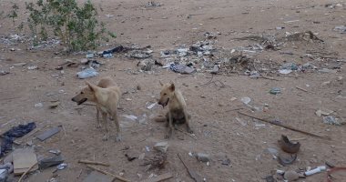 "بيطرى كفر الشيخ": مكافحة 29 كلبًا ضالًا بشوارع قلين والرياض
