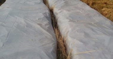 "زراعة الشرقية": حررنا 1003 محاضر حريق قش الأرز منذ بداية الحصاد