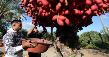 فرحة مزارعو قطاع غزة بموسم حصاد البلح