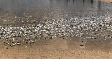 نفوق مئات الآلاف من الأسماك فى إسرائيل نتيجة تسرب مواد سامة غير معلومة المصدر