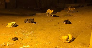 شكوى من انتشار الكلاب الضالة  بشارع السلاب بزهراء مدينة نصر