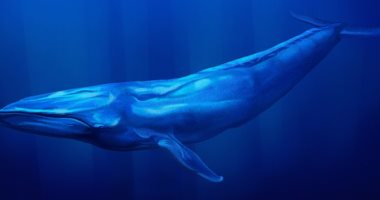 شاهد فى دقيقة.. تعرف على الحوت الأزرق أكبر كائن على الأرض