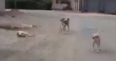 شكاوى من انتشار الكلاب الضالة فى منطقة العاشر من رمضان