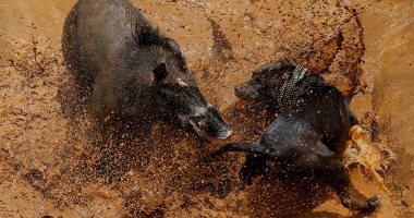 بالصور.. انطلاق مسابقة الصراع بين الكلاب والخنازير البرية فى إندونيسيا