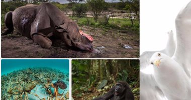 ننشر الصور الفائزة بمسابقة الحياة البرية لعام 2017 