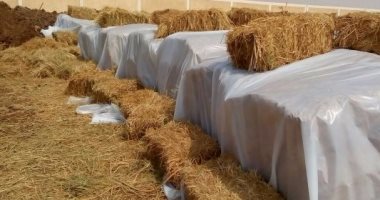النائب محمد سعد يطالب وزارتى الزراعة والبيئة بتوعية المزارعين تجاه قش الأرز
