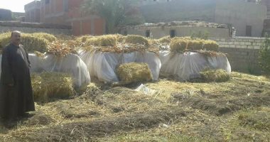 زراعة القليوبية تستعد لتجميع قش الأرز ومنع حرقه بالتنسيق مع البيئة