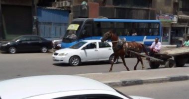 "عربة كارو" تتحدى قوانين المرور وتسير فى شارع شبرا الرئيسى 