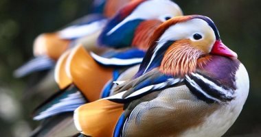 إلغاء معرض للطيور فى هولندا عقب سرقة أنواع نادرة 