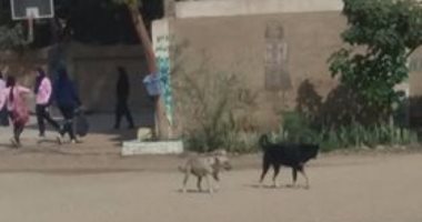 عقرهما كلب.. إصابة ربة منزل وحفيدها أثناء التنزه بكورنيش النيل فى قنا