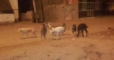 شكوى من انتشار الكلاب الضالة بشارع الطوابق فيصل
