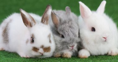 الحكومة البولندية للشعب: كونوا كالأرانب فى الإنجاب
