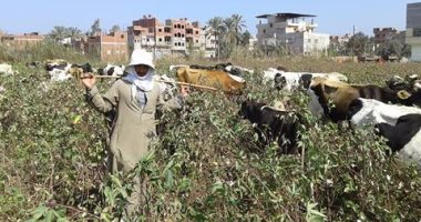 وكيل زراعة الغربية: 12 ألف فدان مستهدف زراعة القطن بالمحافظة