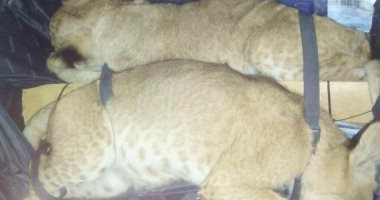 بالصور.. ضبط خليجى بالمطار بحوزته "شبلى نمور" قبل سفره إلى الكويت
