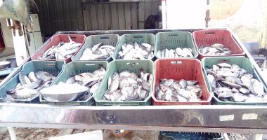 ضبط 5 أطنان أسماك منتهية الصلاحية بمصنع بالخانكة