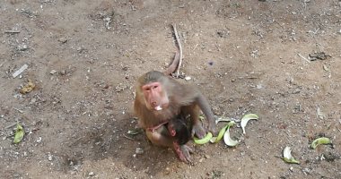 فيديو.. متحدث الزراعة يكشف حقيقة انتشار القرود فى شوارع أسوان 