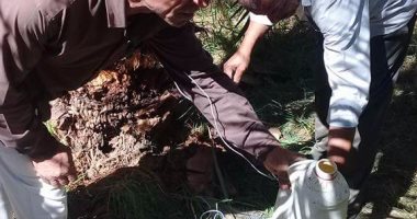 صور.. س&ج.. تعرف على أخطر حشرة تهدد أشجار النخيل فى مصر وطرق الوقاية