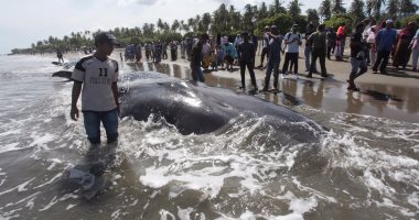  صور.. نفوق حيتان على شاطئ إندونسيا بعد مقتل أربعة منهم