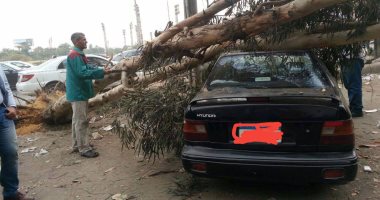 أعمال ترميم بمصر الجديدة تتسبب فى سقوط شجرة على إحدى السيارات