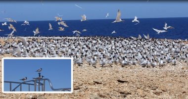 محميات بورسعيد تستعد لإطلاق المهرجان الثانى لسياحة مراقبة الطيور ديسمبر المقبل