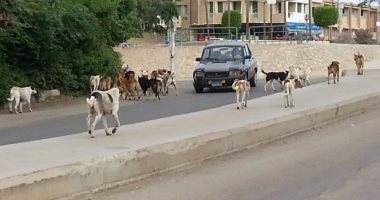 صور.. الكلاب الضالة تهدد سكان التجمع الأول ومطالب بنقلها بعيدا عن المنطقة