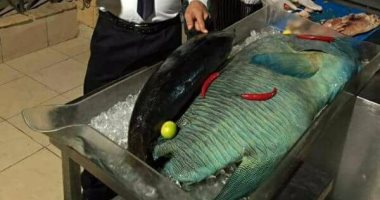 البيئة: سمكة نابليون نادرة ومجرم اصطيادها واتخاذ إجراءات قانونية ضد صائدها