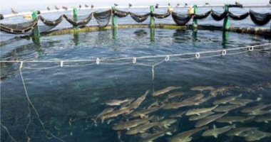 محافظ كفر الشيخ: طرح 7 أطنان من أسماك مزرعة غليون يوميا فى رمضان بأسعار مخفضة
