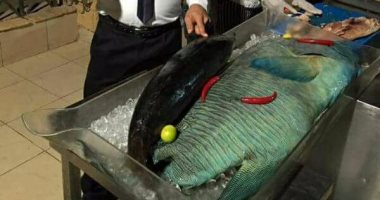 محميات البحر الأحمر : توصلنا للفندق عارض سمكة نابليون المهددة بالانقراض