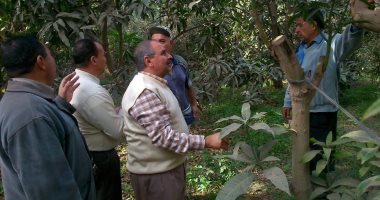 صور.. "الآفات الزراعية": حملات مكثفة لمكافحة العفن الهبابى لأشجار المانجو