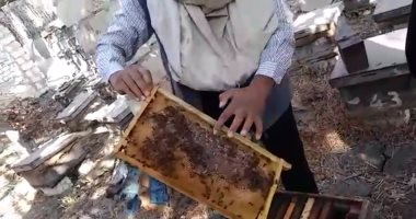 رئيس قسم بحوث النحل: 2 مليون خلية فى مصر تنتج 20 ألف طن عسل