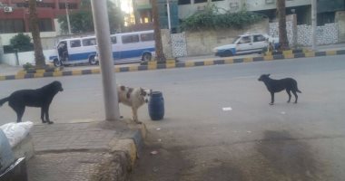 اضبط مخالفة.. انتشار الكلاب الضالة بشوارع بنى سويف والواسطى 