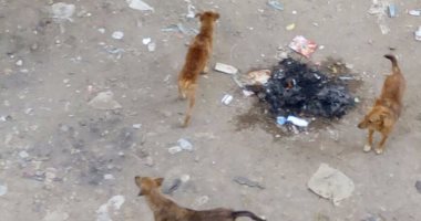الكلاب الضالة تنتشر فى شوارع الكوم الأخضر بفيصل.. وقارئ: محبوسون فى منازلنا
