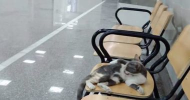 صور..قطط وقمامة بمستشفى جمال عبد الناصر فى محافظة الإسكندرية
