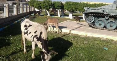 رئيس مدينة الإسماعيلية يكشف سر تواجد أبقار داخل متحف دبابات أبوعطوة.. صور