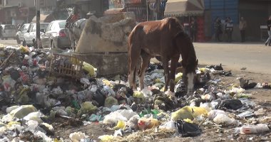 امسك مخالفة.. تلال القمامة بشارع النيل بالسويس تجمع الحيوانات الضالة