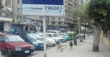 شن حملة للقضاء على الكلاب الضالة شرق الإسكندرية