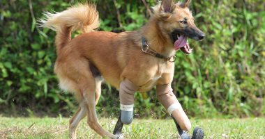 مؤسسة علاجية فى تايلاند تصمم أطراف صناعية لكلب فقد قدميه (صور)