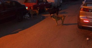 بالصور .. شكوى من انتشار الكلاب الضالة فى شوارع شبرا مصر