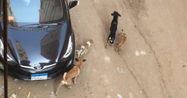 الكلاب الضالة تزعج سُكان شارع الثورة فى المريوطية ومطالب بنقلها بعيدا "صور"