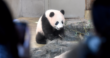 صور.. الباندا "شان شان" تظهر للمرة الأولى أمام آلاف الزوار فى حديقة يابانية