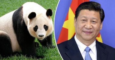 س و ج.. كيف استخدمت الصين "الباندا" سفيرا لدبلوماسيتها مع الدول الأجنبية؟