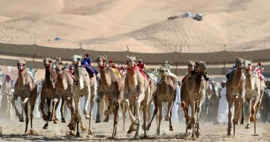 اليوم.. انطلاق سباق الهجن السنوى بمشاركة 8 قبائل بسهل القاع فى طور سيناء