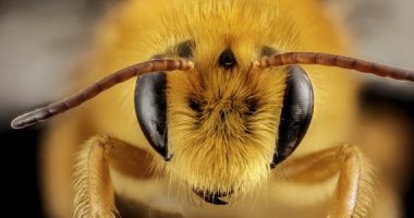 فقط فى فرنسا..حملة لإنقاذ النحل من الانقراض