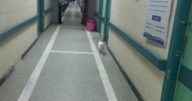 قارئ يرصد تواجد قطط داخل مستشفى كفر الشيخ العام