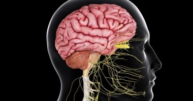 اعرف جسمك.. الجهاز العصبى موّلد الكهرباء ومايسترو تنظيم إشارات المخ