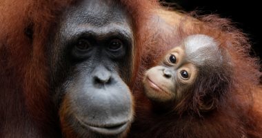 صور.. عرض أكثر من 500 حيوان حديث الولادة مهدد بالإنقراض بحديقة حيوان بسنغافورة