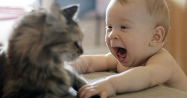 شعر القطط سبب فى إصابة طفلك بحساسية الصدر - اليوم السابع