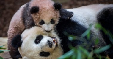 صور.. الباندا "هوان هوان" تساعد طفلتها على التعايش فى حديقة حيوان فرنسا