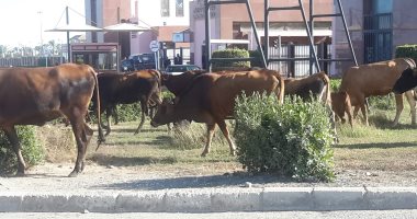 صور.. الأبقار الضالة تحاصر مدينة الإنتاج وما تصلحه "البيئة" يفسده "العرب"
